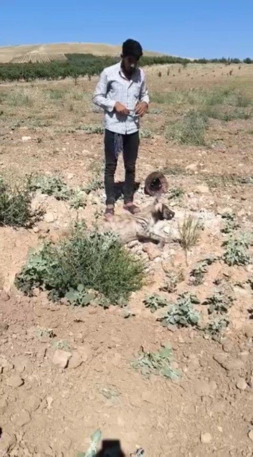 Şanlıurfa’da üzücü olay: Nesli tükenmekte olan çizgili sırtlan ölü bulundu - Resim: 7