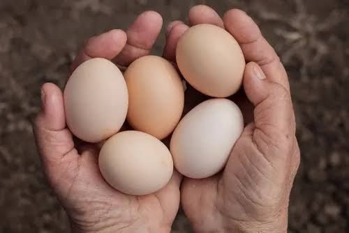 Milyonlarca yumurta apar topar geri çağrıldı: Bulaşıcı bakteri tespit edildi - Resim: 5