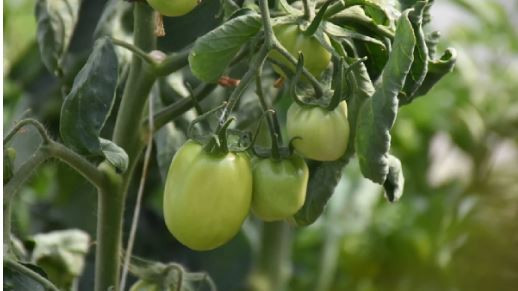 Tarladaki atık altına d&ouml;n&uuml;şt&uuml;: Domates sapından biyomalzeme - Resim : 1