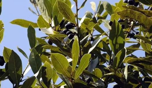 Defne yaprağının bilinmeyen gücü: Baharatları aylarca taze tutun - Resim : 4