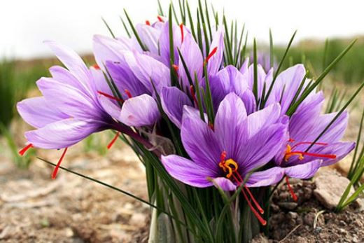 Safran nedir? Nerelerde kullanılıyor? Neden dünyanın en pahalı baharatı? - Resim : 3