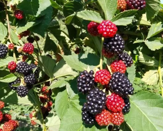 Bir kasesiyle sağlığı güçlendiren doğal mucize - Resim: 3