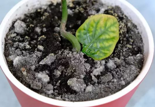 Çöpe deyip atıyorduk: Tuvalet kağıdı rulolarının bahçedeki gizli gücü şaşırttı - Resim: 2