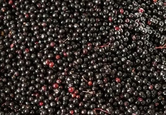 Akciğerleri adeta yeniliyor: Şehir hayatının kirli havasına doğal çözüm - Resim: 1