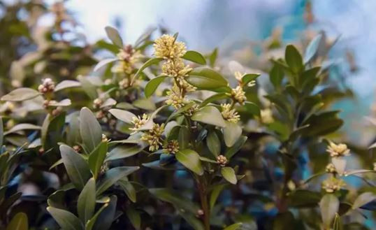Defne yaprağının bilinmeyen gücü: Baharatları aylarca taze tutun - Resim : 3