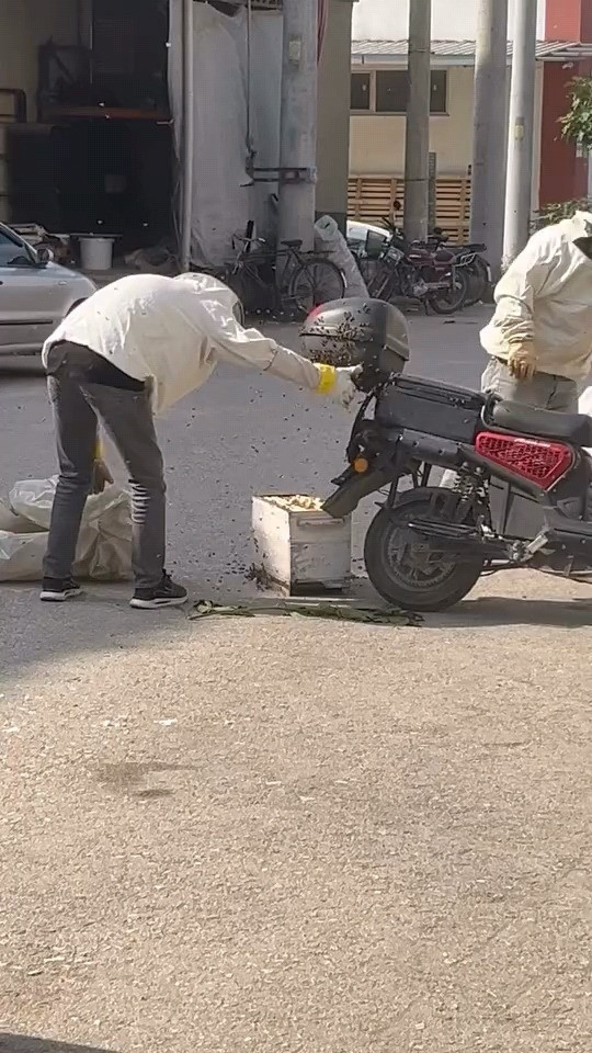İnegöl'de ilginç anlar: Motosiklette toplanan arıları, özel kıyafetiyle kovana topladı - Resim : 1