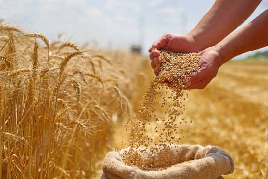 Dev hasat ayda 85 bin lira ek gelir kazandırıyor: Maaşlı işini bıraktı - Resim: 2