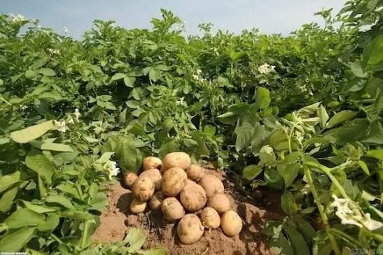 Tarlada 30 liraya peynir ekmek gibi satılıyor: Dev hasat başladı - Resim: 4