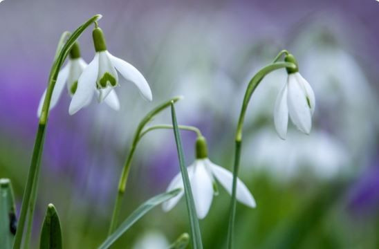 Bu çiçeği sakın koparmayın: Cezası 699 bin 245 TL - Resim: 1