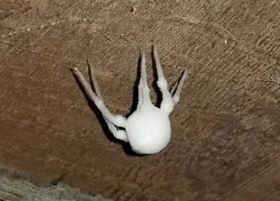 Kuzey İrlanda’da ürperten keşif: Örümcekleri zombiye dönüştürüyor - Resim: 7