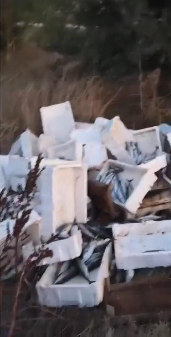Plaka belirlendi: Zabıta devreye girdi: Kilolarca balığı yola döken kişi cezalandırıldı - Resim : 1