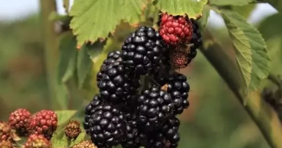 Bir kasesiyle sağlığı güçlendiren doğal mucize - Resim: 6