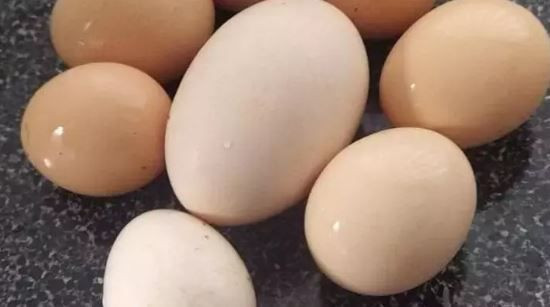 Meğer her gün çöpe atıyormuşuz: Kolajenin en güçlü kaynağı ortaya çıktı - Resim: 8