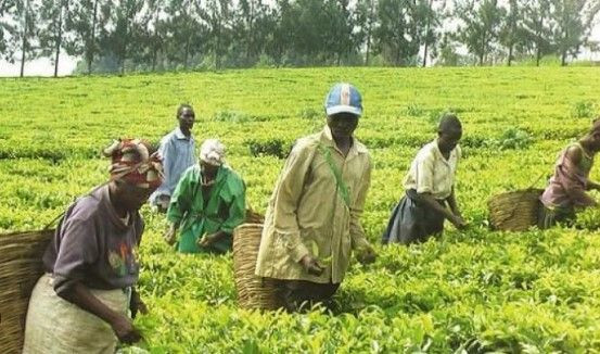 Türkiye'yi tehdit eden Uganda'nın gücü ne kadar? Askeri gücü, ekonomisi, nüfusu... - Resim: 9