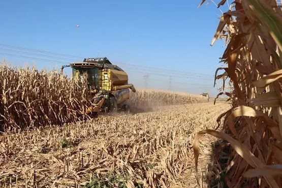 Karadeniz bu lezzetin peşine düştü: Tanesi 13 liradan satılıyor - Resim: 1