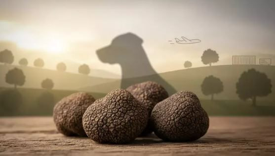 Türkiye’nin 'siyah elması’: Kilosu 20 bin TL - Resim: 7