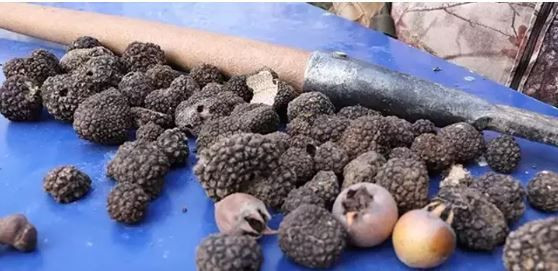 Türkiye’nin 'siyah elması’: Kilosu 20 bin TL - Resim: 4