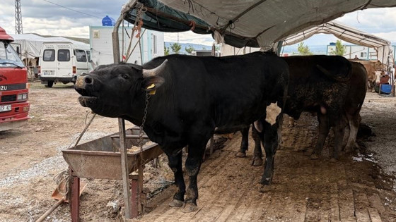 Kayseri’de kesilen kurban sayısı belli oldu