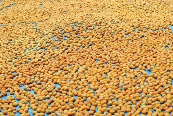 Malatya’dan 4 kıtaya ihracat: Bu meyve için dünya sıraya girdi - Resim: 2