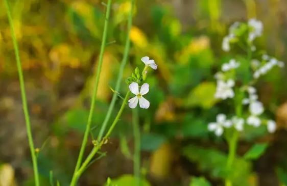 Çöpe deyip atıyorduk: Tuvalet kağıdı rulolarının bahçedeki gizli gücü şaşırttı - Resim: 6