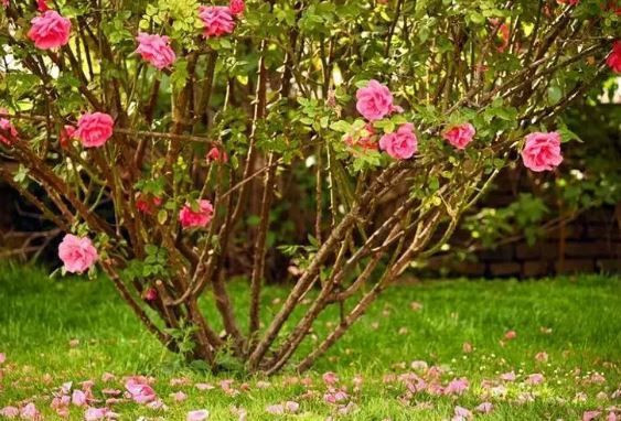 5 Mayıs gecesi yapılan bu ritüeller hayatınızı değiştirebilir - Resim: 2