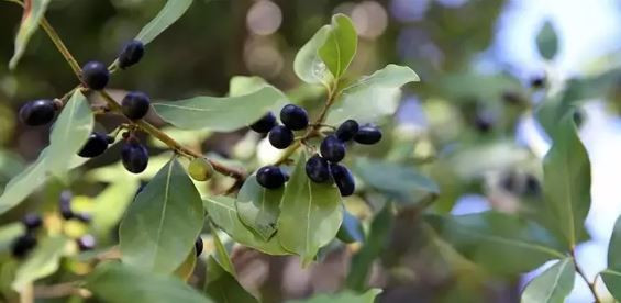 Defne yaprağının bilinmeyen gücü: Baharatları aylarca taze tutun - Resim : 2