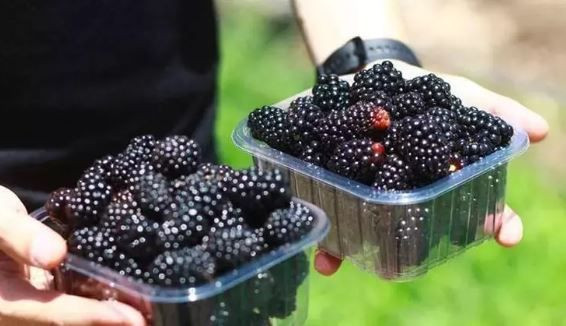 Bir kasesiyle sağlığı güçlendiren doğal mucize - Resim: 5