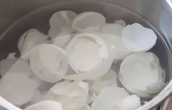 Meğer her gün çöpe atıyormuşuz: Kolajenin en güçlü kaynağı ortaya çıktı - Resim: 1