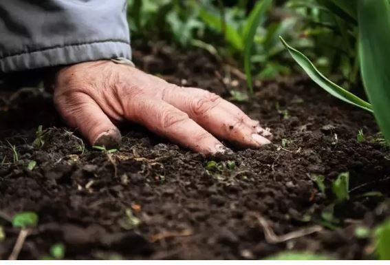 Çöpe deyip atıyorduk: Tuvalet kağıdı rulolarının bahçedeki gizli gücü şaşırttı - Resim: 3