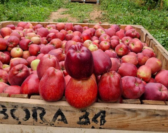 Verim yüksek, hasat başladı: Tarlada kilosu 25 lira - Resim: 3