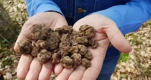 Türkiye’nin 'siyah elması’: Kilosu 20 bin TL - Resim: 9