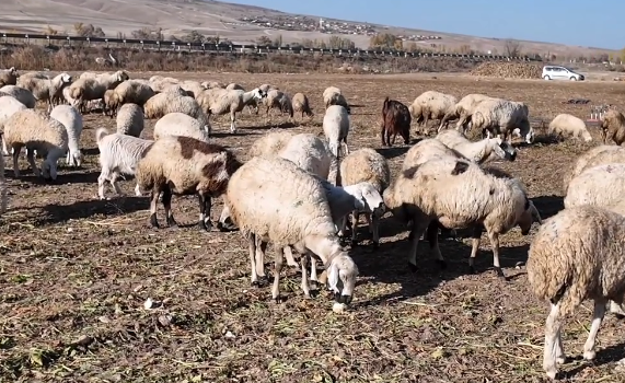 Bölgede hayvancılığa can suyu: Devlet besicilere hayvan dağıttı - Resim: 2