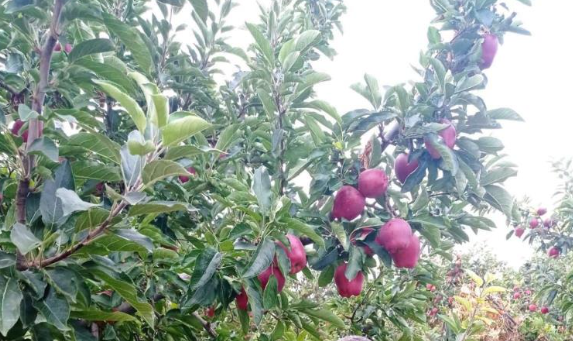 Verim yüksek, hasat başladı: Tarlada kilosu 25 lira - Resim: 5