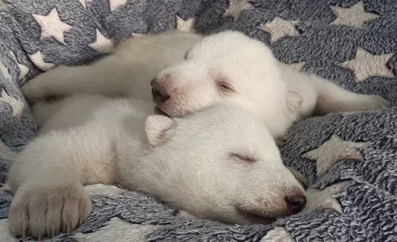 Hayvanlara bunu yapana 251 bin lira ceza kesiliyor - Resim: 5