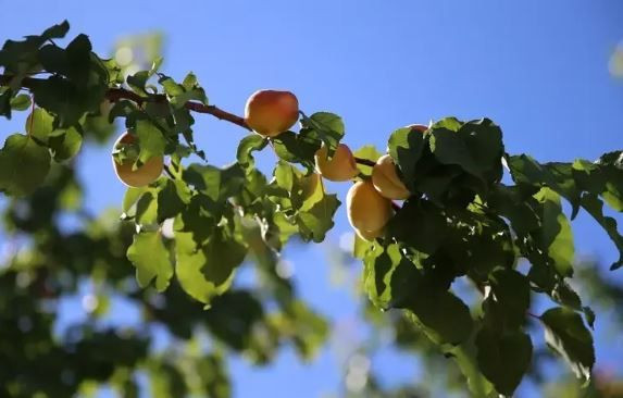 Malatya’dan 4 kıtaya ihracat: Bu meyve için dünya sıraya girdi - Resim: 6