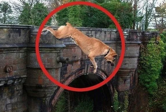 Köpeklerin intihar ettiği yer gizemini koruyor... Hayvanseverlerin kabus yeri - Resim: 13