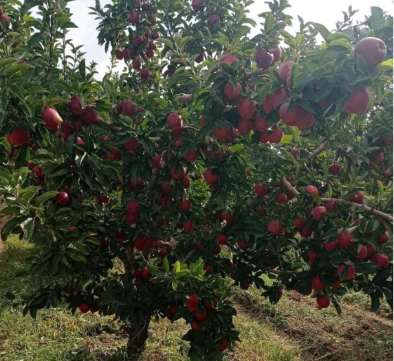 Verim yüksek, hasat başladı: Tarlada kilosu 25 lira - Resim: 4
