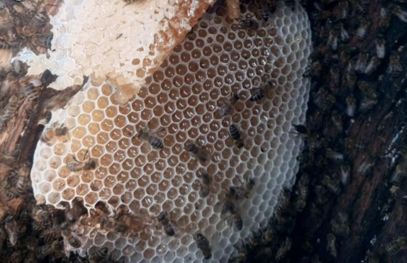 Halk ağaç kovuklarından topluyor: Kilogramı çeyrek altını geçiyor - Resim: 5