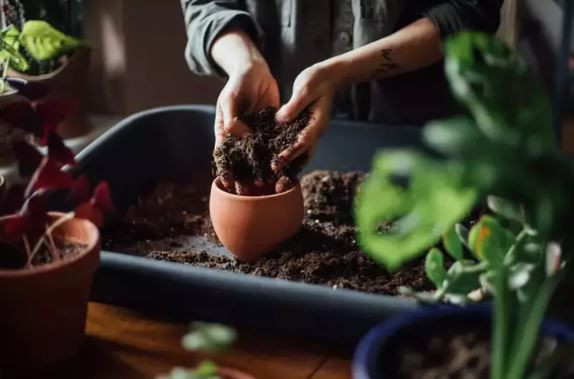 Çöpe deyip atıyorduk: Tuvalet kağıdı rulolarının bahçedeki gizli gücü şaşırttı - Resim: 7