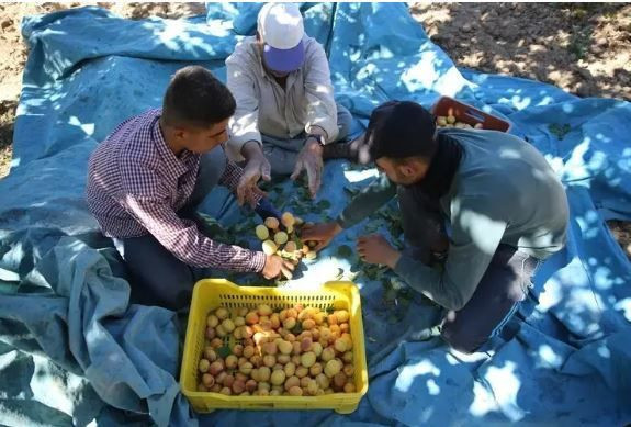 Malatya’dan 4 kıtaya ihracat: Bu meyve için dünya sıraya girdi - Resim: 1