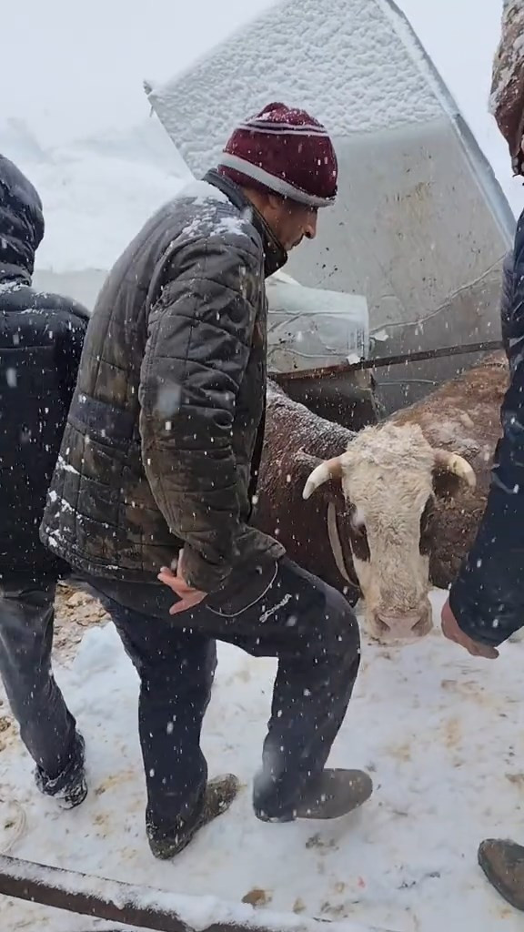 Kar &ccedil;atıyı &ccedil;&ouml;kertti: İnekler enkaz altında kaldı - Resim : 2
