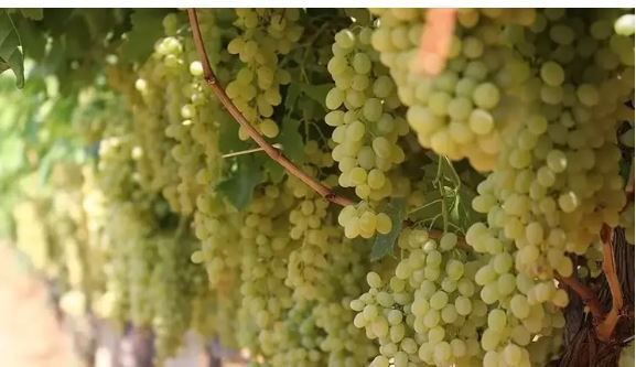 Bu iki meyveyi sofranızdan eksik etmeyin: Kalp ve damar sağlığını destekliyor - Resim: 3