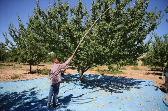 Malatya’dan 4 kıtaya ihracat: Bu meyve için dünya sıraya girdi - Resim: 5