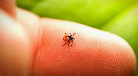 Prof. Dr. Çetin uyardı: Yoğun yağışlı kış keneleri çoğaltabilir: Bahar alarmı verildi - Resim: 8