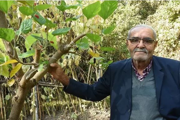 Eskiden her evde vardı, şimdi bulmak zor: Kalpten damar sağlığına her hastalığa iyi geliyor - Resim: 4