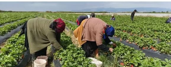 Silifke’nin kırmızı altını: 45 derece sıcağın altında toplanıyor - Resim: 5