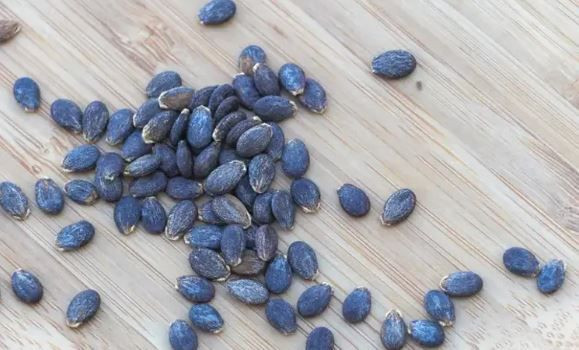 Yıllardır bilmeden çöpe atmışız: Karpuzun gizli hazinesi ortaya çıktı - Resim: 1