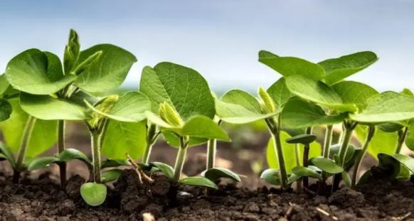 Zifiri karanlıkta fotosentez: Mağaralardan uzaya uzanan keşif - Resim : 3