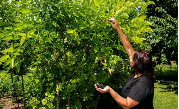 Eskiden her evde vardı, şimdi bulmak zor: Kalpten damar sağlığına her hastalığa iyi geliyor - Resim: 6