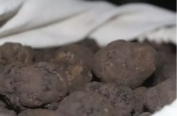 Türkiye’nin 'siyah elması’: Kilosu 20 bin TL - Resim: 1